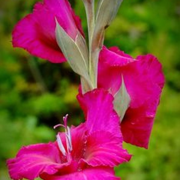 Gladiolus Pink - 6 Bulbs